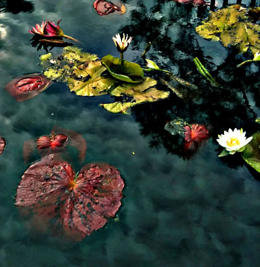 A pond with many different types of water lilies.