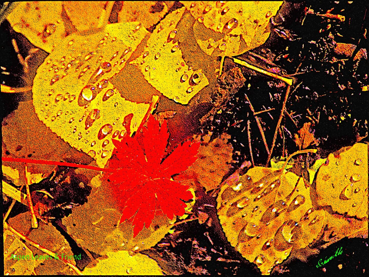 A close up of leaves with water drops on them