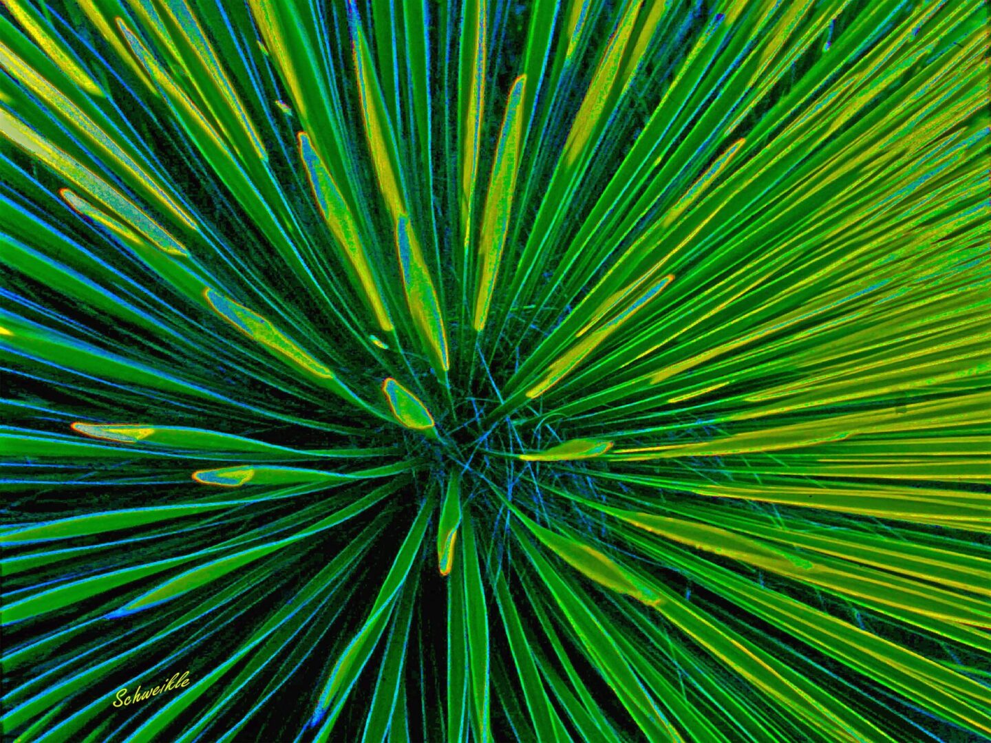 A close up of the center of a plant