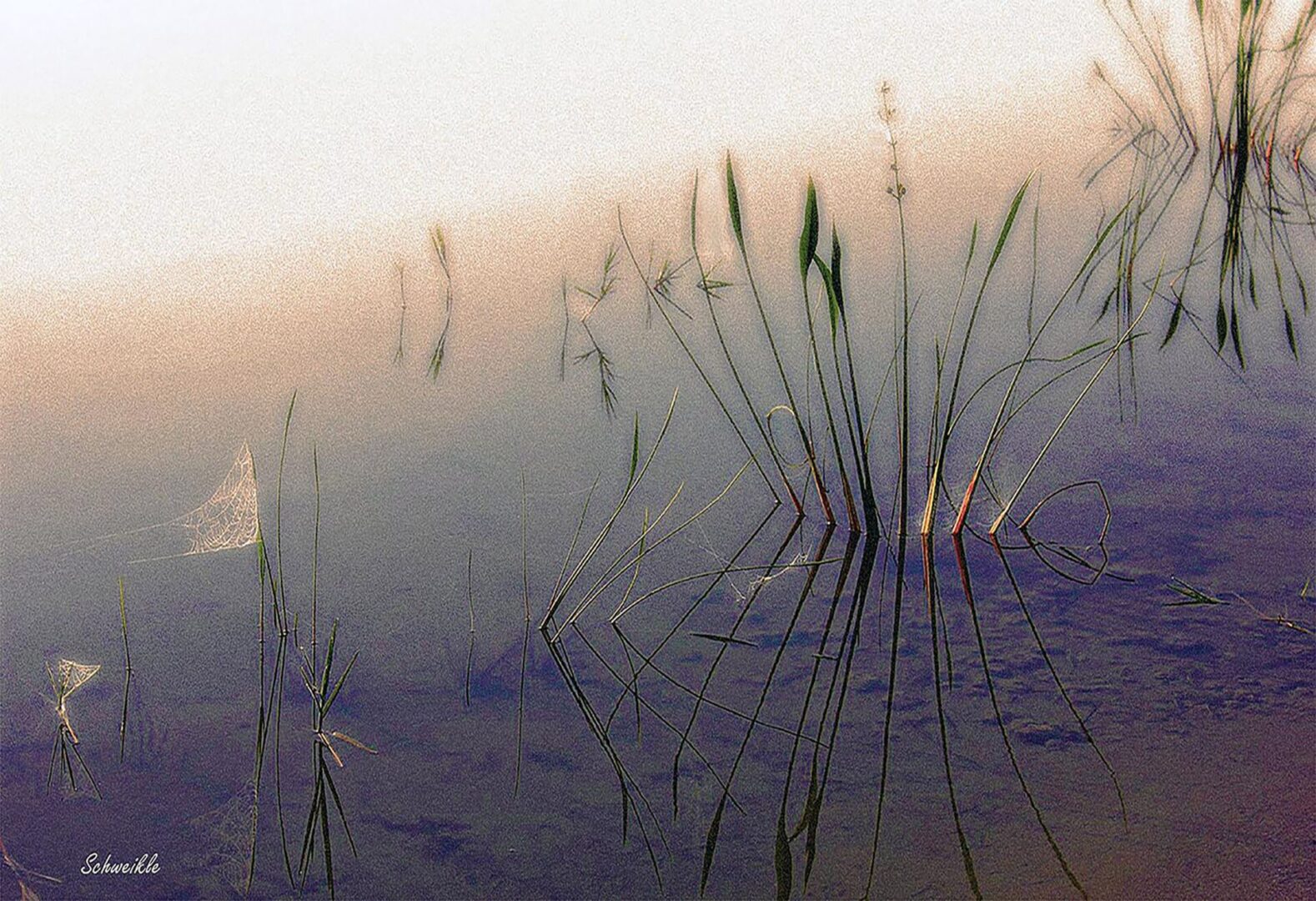 A close up of some grass in the water