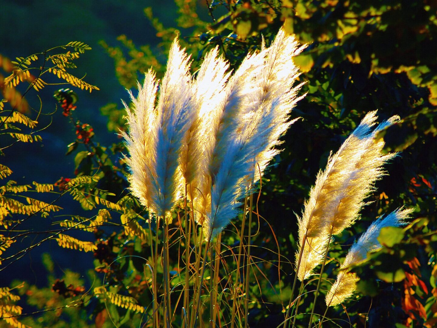 A group of tall grass with white flowers in the foreground.