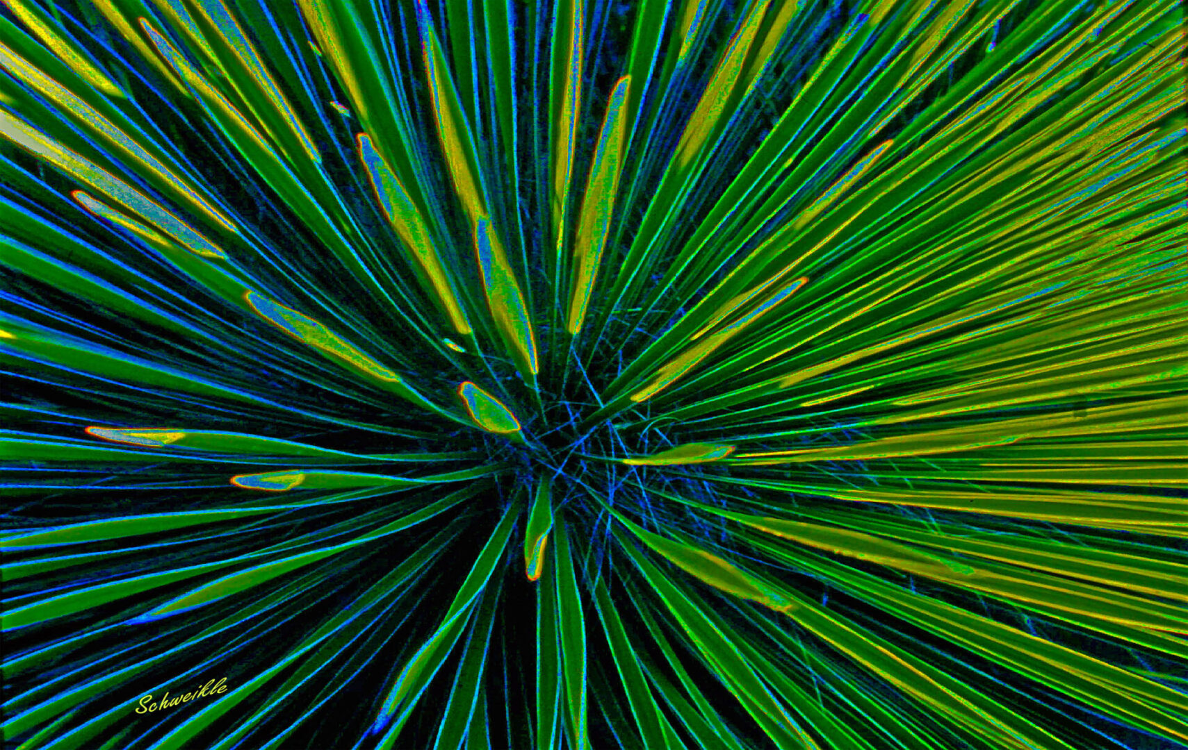 A close up of the center of a plant